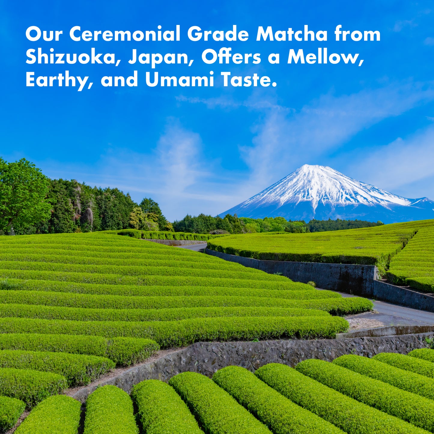 Mellow Matcha Dream